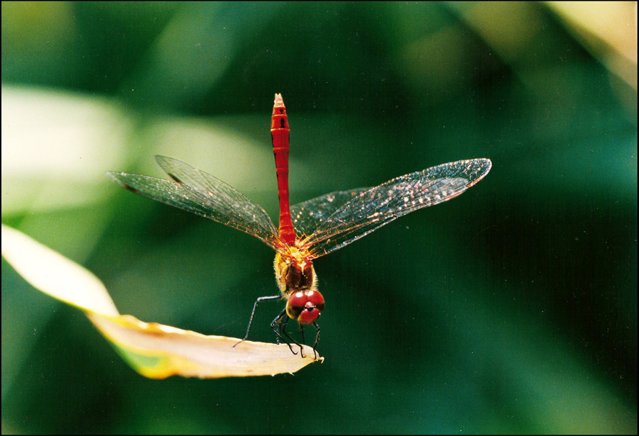 libellula: maschio di Sympetrum sanguineum